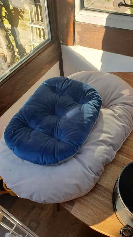 Photo of free Pet cushions (Twickenham) #1