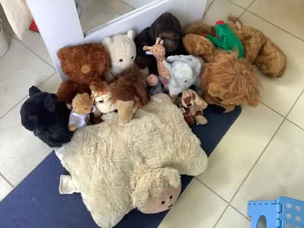 Photo of free Cuddlies (Parsons Heath CO4) #2