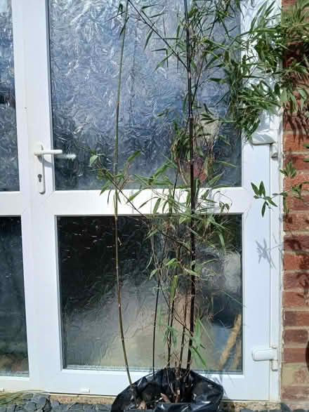 Photo of free Black bamboo plant (Bugbrooke) #1