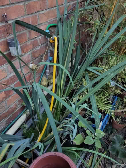 Photo of free Yellow flag iris (Seaside BN22) #1