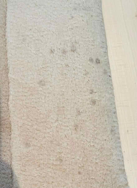 Photo of free Large wool rug (Grove Park) #2