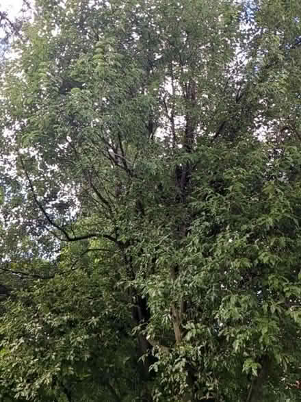 Photo of free Pittosporum for flower arrangement (St Albans AL4) #1
