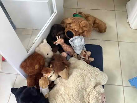 Photo of free Cuddlies (Parsons Heath CO4) #1