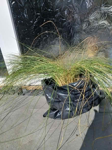 Photo of free Ornamental grass (Bugbrooke) #1