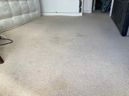 Photo of free Wool Carpet 2.63 x 3.95 (Hornsey N8) #2