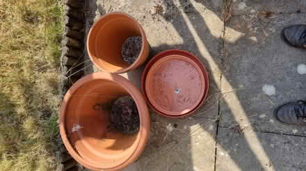 Photo of free Plant pots and saucers (Laindon SS15) #1