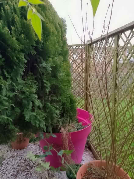 Photo of free Fir tree in huge pot (Havant PO9) #1