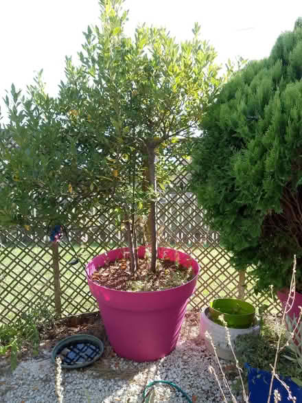 Photo of free Bay tree in huge pot (Havant PO9) #1