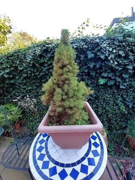 Photo of free Small conifer (New Marston OX3) #1