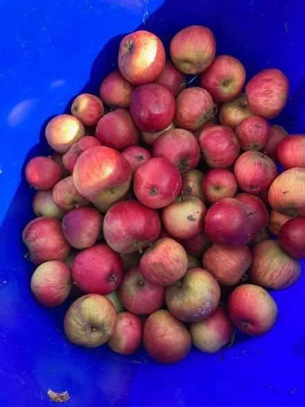 Photo of free Apples (Purley on Thames RG31) #1