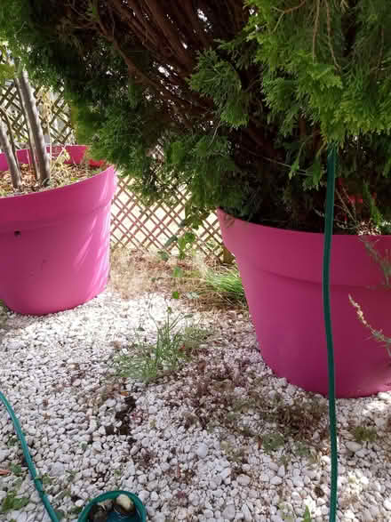 Photo of free white stones for ground cover (Havant PO9) #1