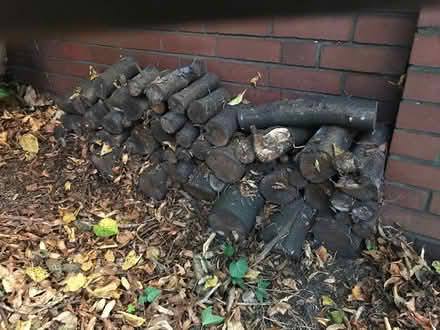 Photo of free Small logs for firewood (Moseley B13) #1