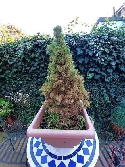 Photo of free Small conifer (New Marston OX3) #2