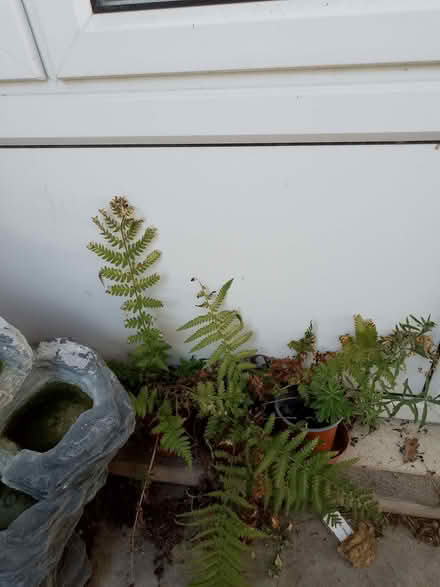 Photo of free A couple of ferns in pots (Havant PO9) #1