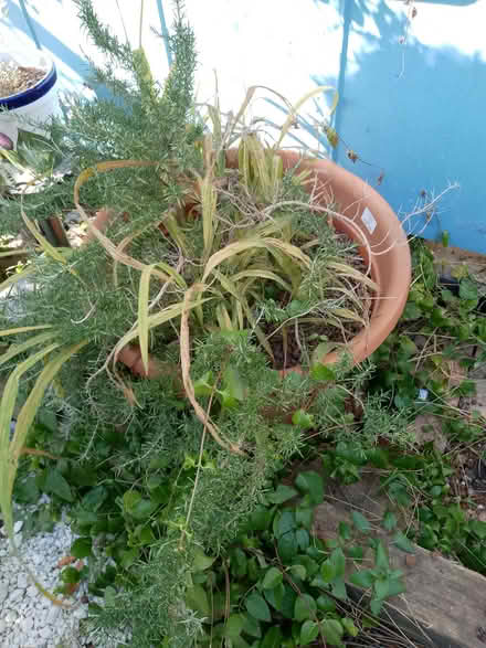 Photo of free Big rosemary with Crocosmia in pot (Havant PO9) #1