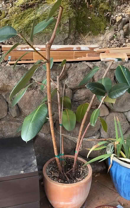 Photo of free Mature Rubber Tree Plant (Fairfax) #1