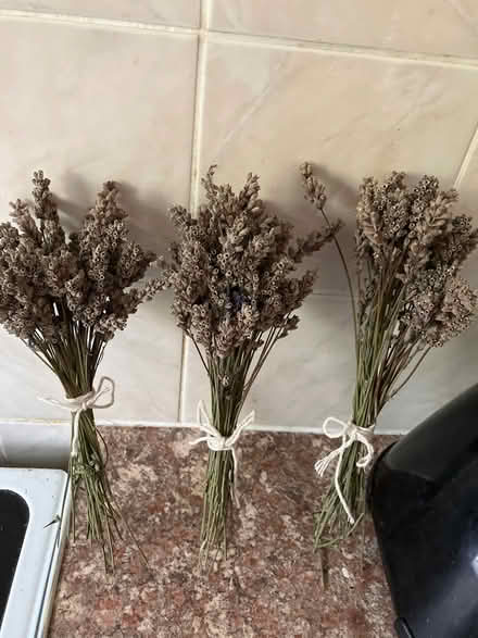 Photo of free Dried lavender (Chilwell NG9) #1