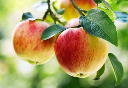 Photo of Any Old Apples (Letchworth SG6) #1