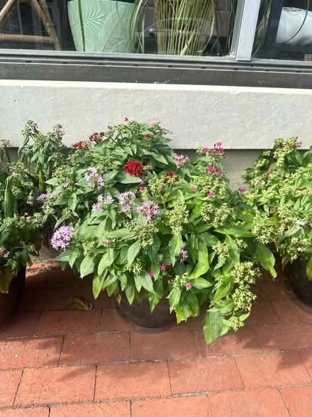 Photo of free plants (West Chester / West Goshen) #2