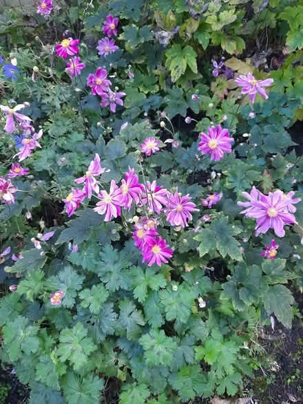 Photo of free Small Pink Japanese anemone cutting (Morden SM4) #3