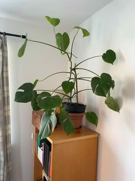 Photo of free Houseplant (Charlton OX12) #1