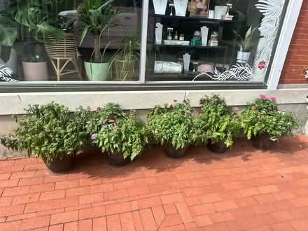 Photo of free plants (West Chester / West Goshen) #1