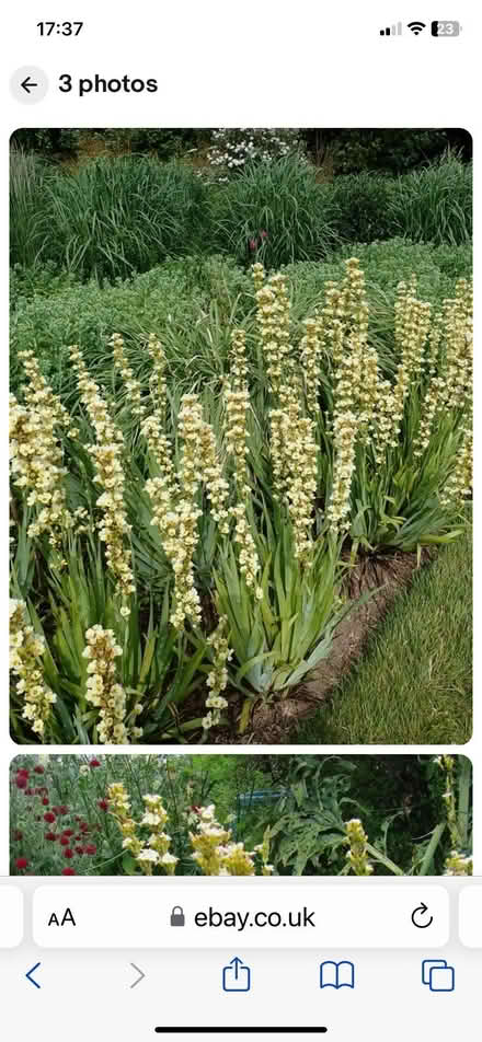 Photo of free sysyrinchium plants (Bracknell RG12) #1