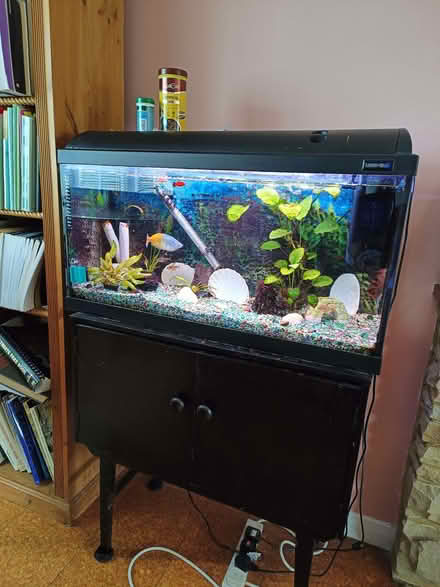 Photo of free Tropical fish, tank, equipment (Wallands Park BN7) #1