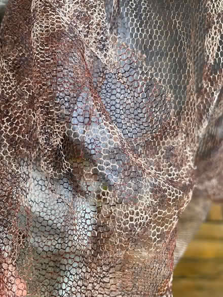 Photo of free Cozy Bed Canopy/Mosquito Netting (Petworth) #4