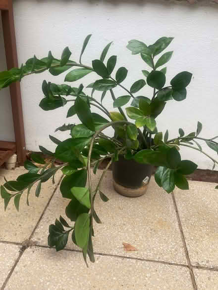 Photo of free Houseplant (Eaton NR4) #1