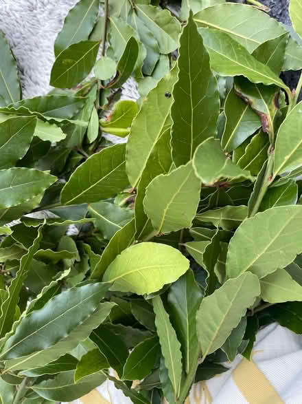 Photo of free Bay leaves (L24) #1