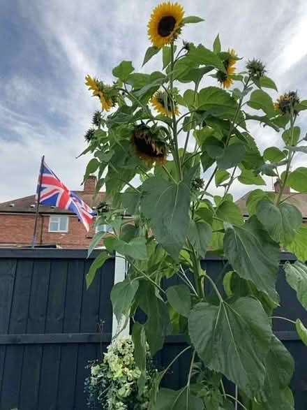 Photo of free Freshly cut sun flowers (Wellington TF1) #1