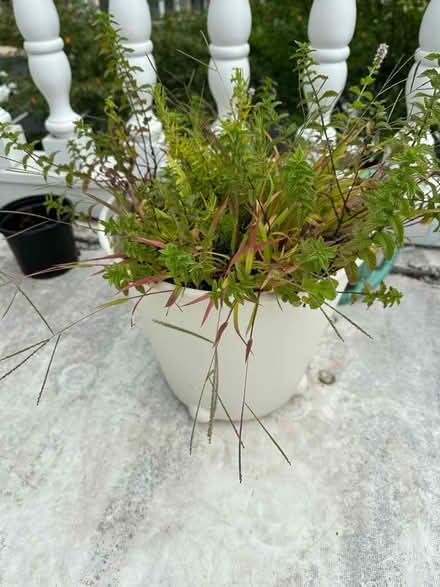 Photo of free Flower pots (National Park Seminary) #2