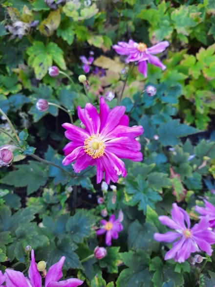 Photo of free Small Pink Japanese anemone cutting (Morden SM4) #2