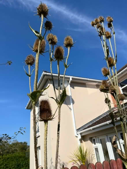Photo of free teazels (BT6) #1
