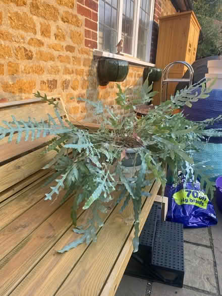 Photo of free Lovely large house plant (Great Bourton, OX17) #1