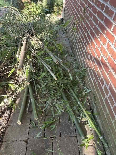 Photo of free bamboo stakes (Kensington) #1