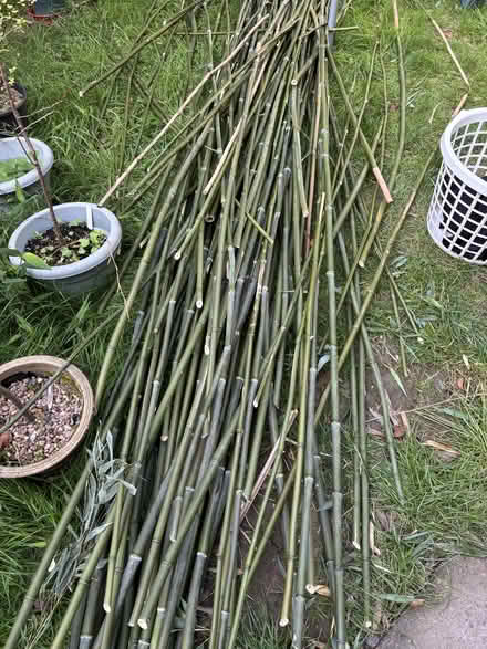 Photo of free Bamboo Poles (Redditch, B98) #1