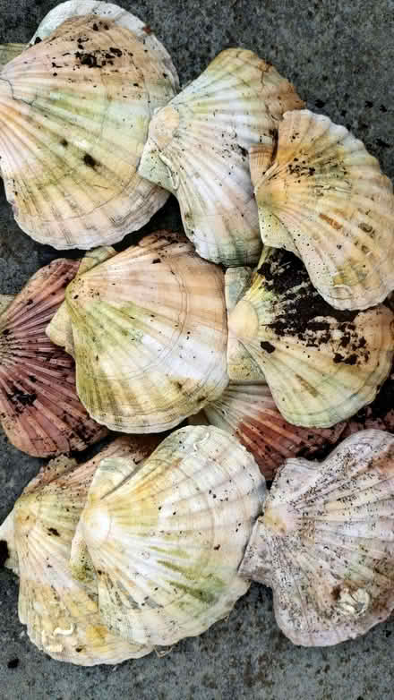 Photo of free Scallop shells (Heaton Chapel SK4) #1