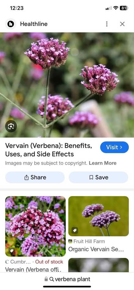Photo of free Verbena Bonariensis plants (Bracknell RG12) #1