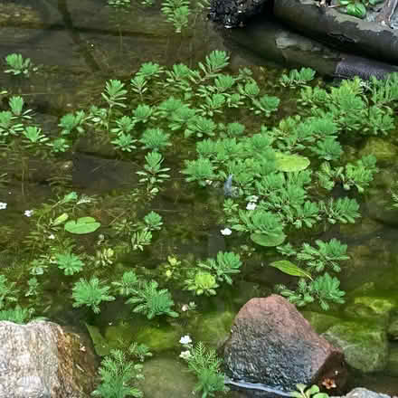 Photo of free Oxygenating pond plant cutting (RH12) #1