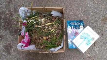 Photo of free Spring bulbs (Newton Abbot)