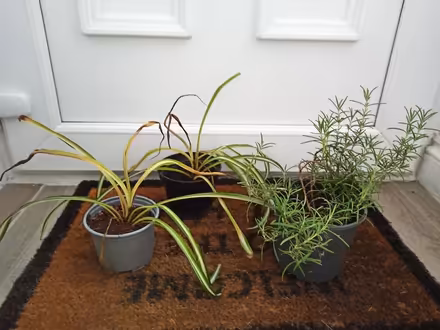 Photo of free Plants (OX3 Wood Farm) #1