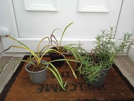 Photo of free Plants (OX3 Wood Farm) #1