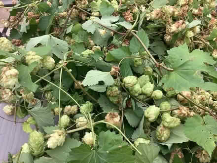 Photo of free Hops (Rushwick WR2) #2