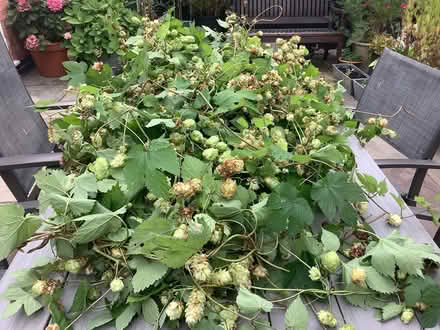 Photo of free Hops (Rushwick WR2) #1