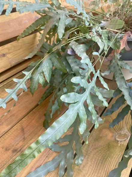 Photo of free Lovely large house plant (Great Bourton, OX17) #2