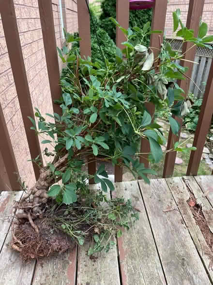 Photo of free Vine coffee fragrance flowers (Neyagawa river glen, oakville.) #2