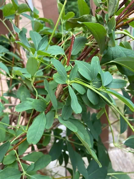 Photo of free Vine coffee fragrance flowers (Neyagawa river glen, oakville.) #1