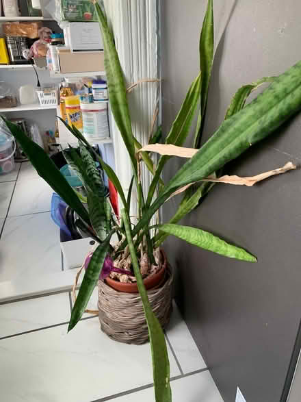 Photo of free Plant (Brooklyn, NY) #1